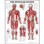 Anatomical Charts & Models