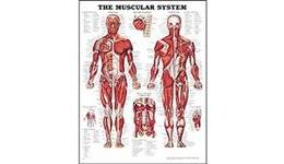 Anatomical Charts & Models