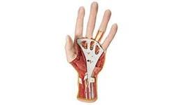 Upper Extremity Models