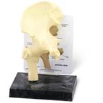 Pelvic & Lower Extremity Models