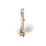 Spine Models