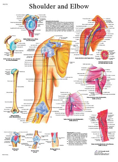 AnatomicalChart-Shoulder&Elbow-Laminated