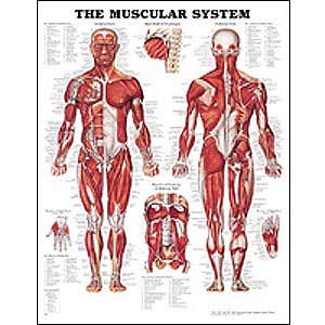 AnatomyChart