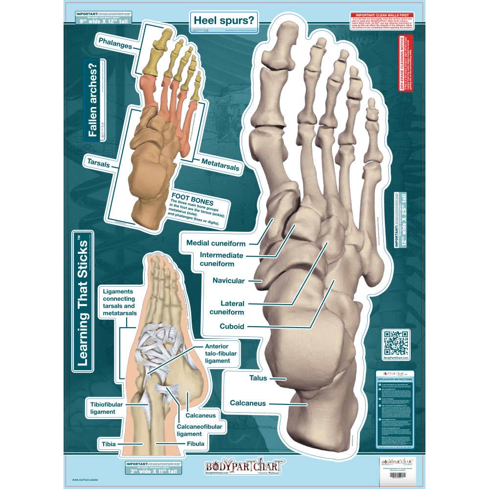 BodyPartChart™AnkleandFoot19”x25.5”
