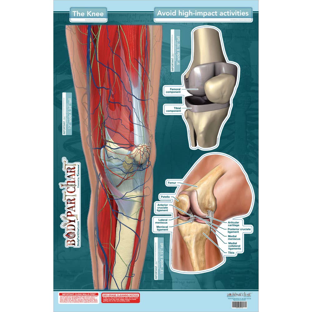 BodyPartChart™TheKnee24”x33.5”