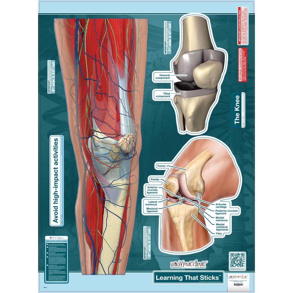 BodyPartChart™TheKnee17”x24”