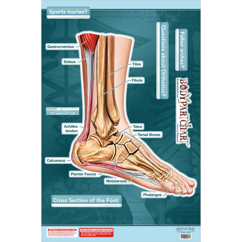BodyPartChart™CrossSectionsoftheFoot24.5”x32.5”Labeled