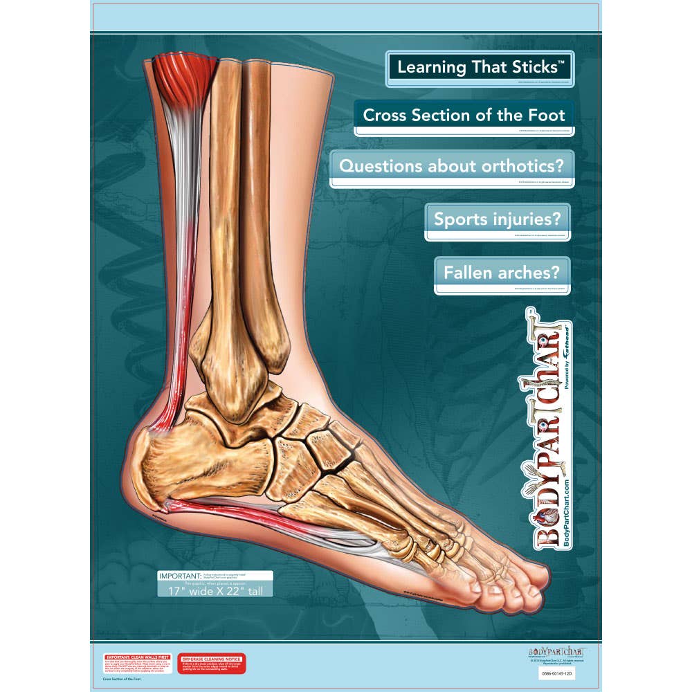 BodyPartChart™CrossSectionsoftheFoot17.5”x22”Unlabeled