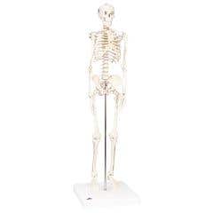 3bScientificAnatomicalModel-ShortyTheMiniSkeletonOnMountedBase-AnatomicalModel-ShortyTheMiniSkeletonOnMountedBase