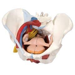 3bScientificAnatomicalModel-FemalePelvis,6-PartWithLigaments-AnatomicalModel-FemalePelvis,6-PartWithLigaments