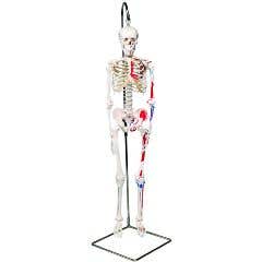Anatomicalmodel:minihangingskeleton,painted