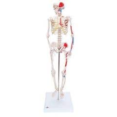 3bScientificAnatomicalModel-ShortyTheMiniSkeletonWithMusclesOnMountedBase-AnatomicalModel-ShortyTheMiniSkeletonWithMusclesOnMountedBase