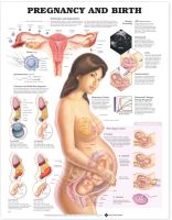 Pregnancy And Birth Laminated Poster 20 X 26 