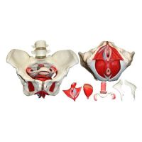Wellden Anatomical Female Pelvis Model with Removable Organs, 6-Part