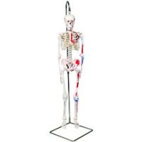 Anatomical model: mini hanging skeleton, painted
