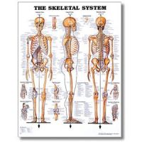 Skeletal System Poster 20 X 26 Styrene