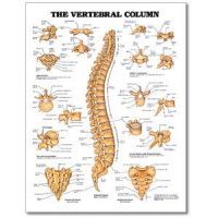 Chart Vertebral Column 20 X 26 Styrene