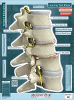 Bodypart Chart Sublixation Labeled Wall Decal