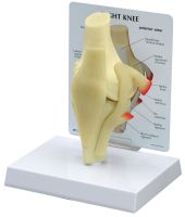 Basic Knee Model W/Key Card 100