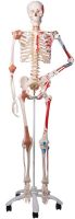  Super Human Skeleton Model Sam with Pelvic Roller Stand
