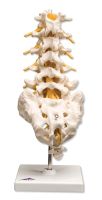 Lumbar Spinal Column