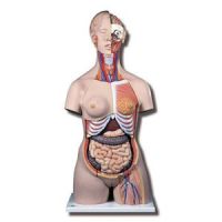 Deluxe Dual Sex Torso With Opened Back - 28 Part