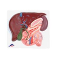 Liver W/Gall Bladder, Pancreas, & Duodenum
