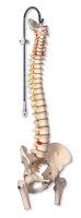 Highly Flexible Spine Model With Femur Heads