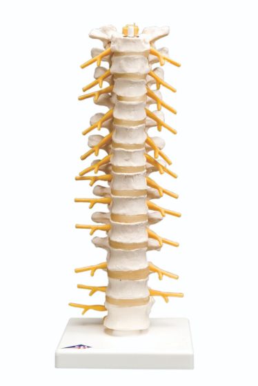 3B Scientific® Anatomical model: thoracic spinal column