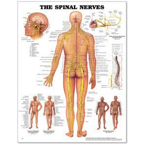 Spinal Nerves Poster 20 X 26 Styrene