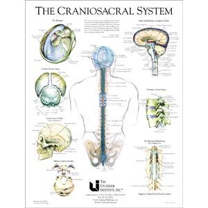 Craniosacral System Poster 19 X 25