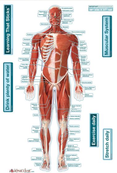 Bodyparrchart Muscular System - Front Labeled