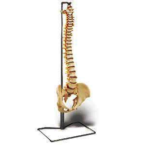 Economy Vertebral Column With Stand