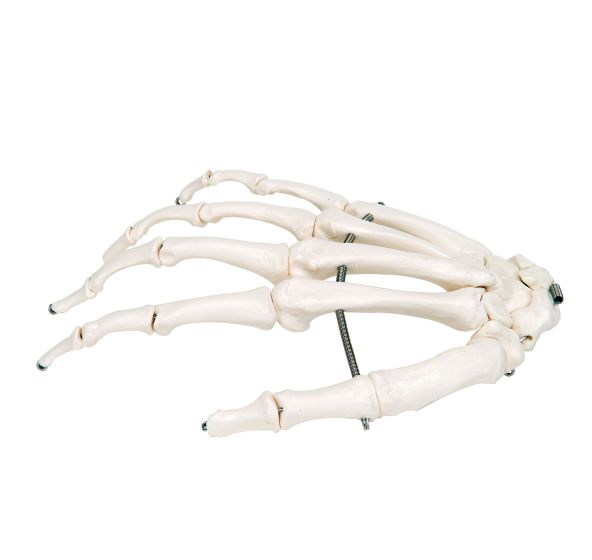 Hand Skeleton - Right