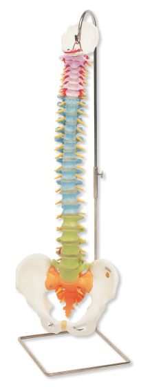 Didactic Flexible Spine