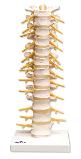 Thoracic Spinal Column