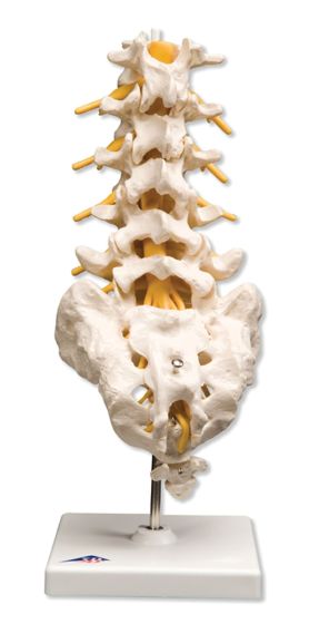 Lumbar Spinal Column