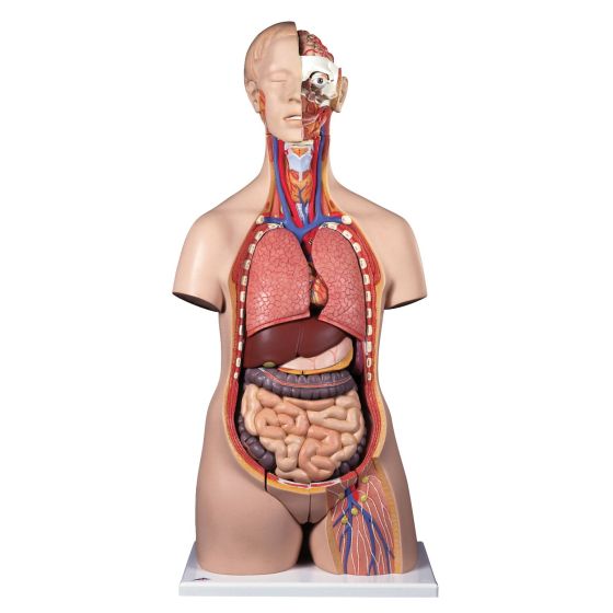 Deluxe Dual Sex Torso - 24 Part