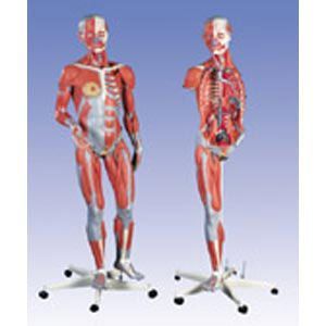 Dual Sex Muscular Figure