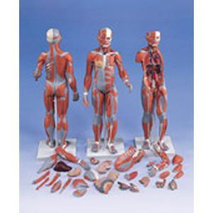 Complete Dual Sex Muscular Figure W/ Internal Orgn