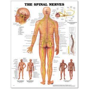 SpinalNervesPoster20X26Styrene