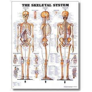 SkeletalSystemPoster20X26Styrene