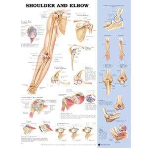 Shoulder/ElbowPoster20X26Styrene