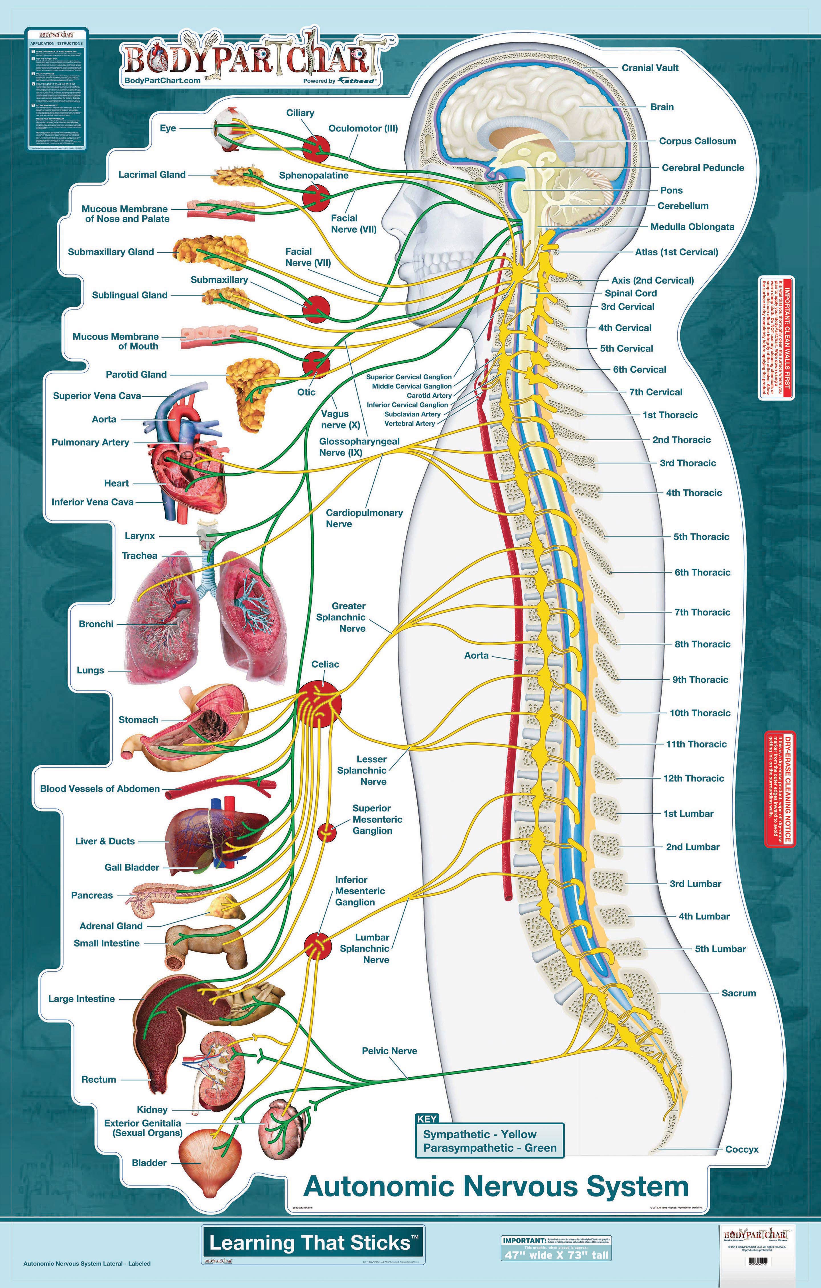 BodyPartChartAutonomicNervousSystem-WallDecal