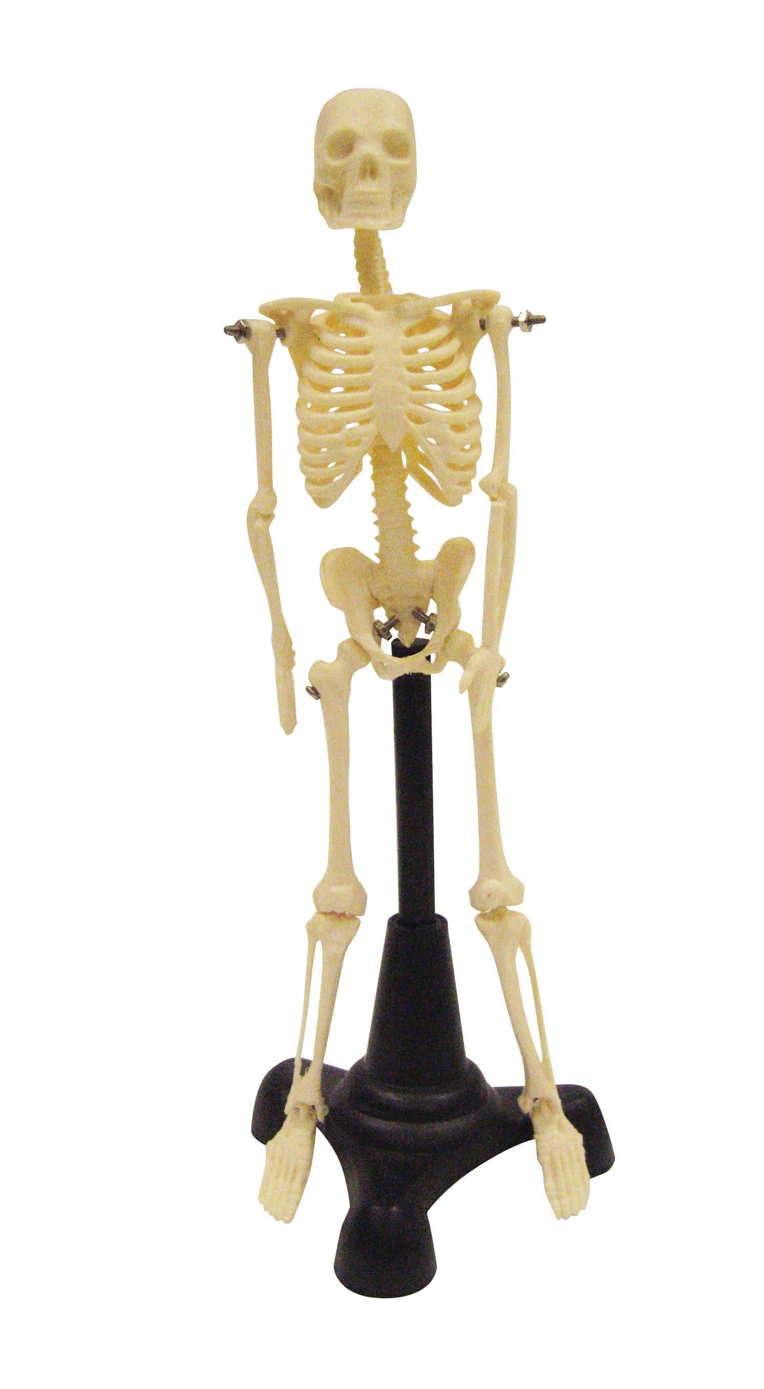 PetitePeteSkeleton