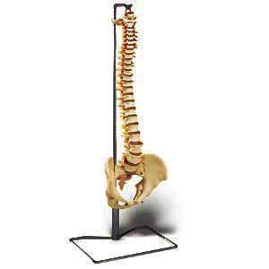 EconomyVertebralColumnWithStand