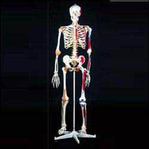 MrSuperskeleton
