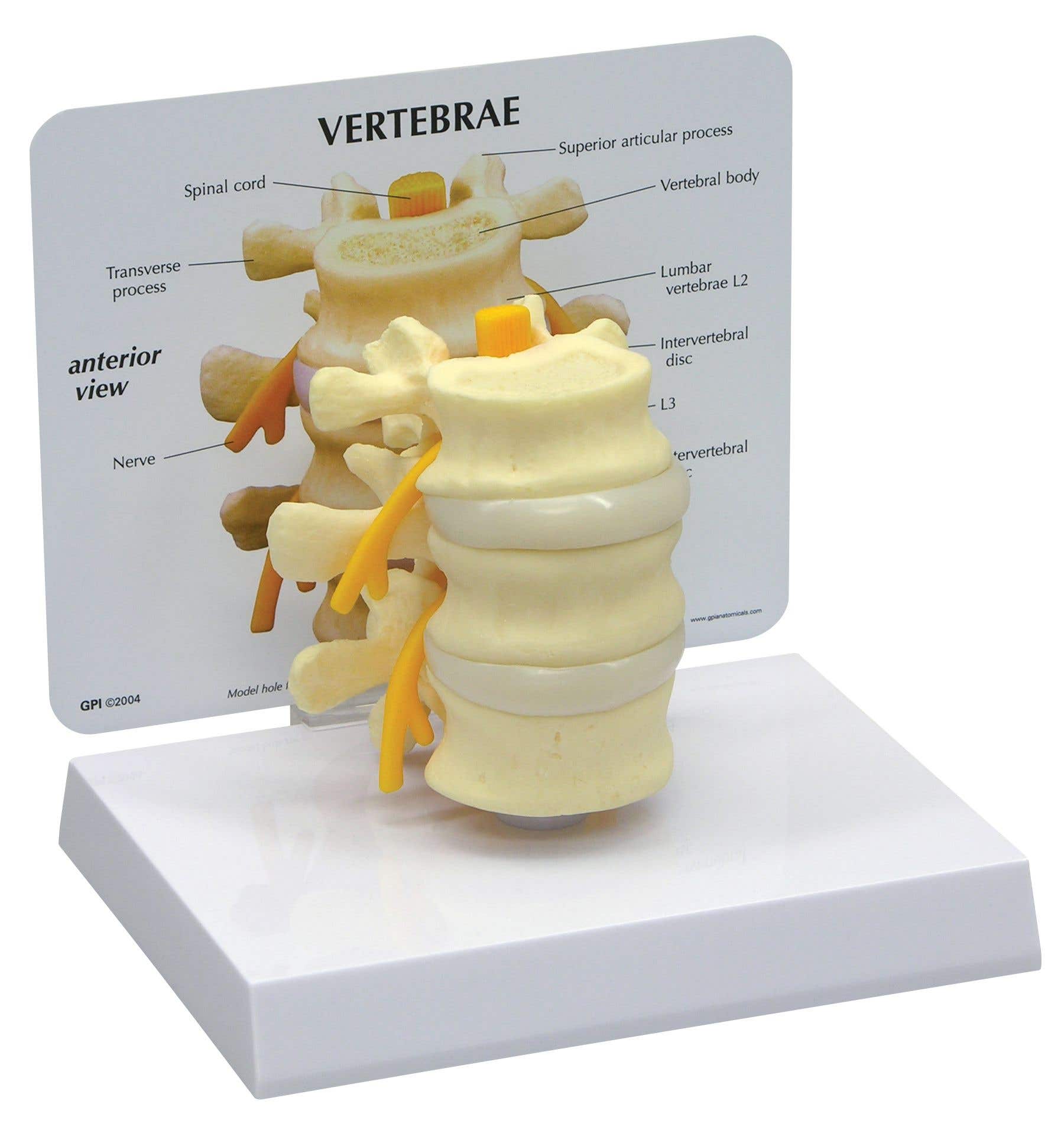 3PieceVertebraeWithKeyCard-Model
