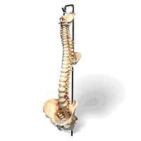 ModelFullSpineAndFemurHeadsW/Stand
