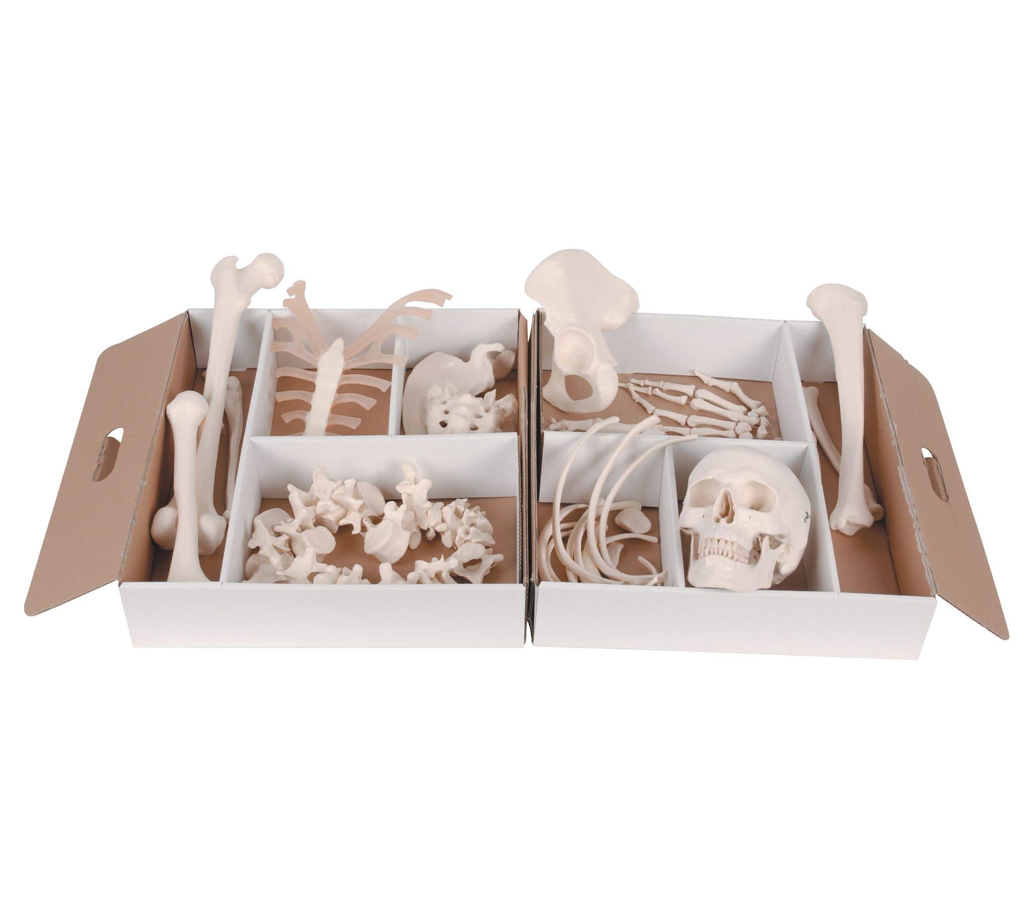 DisarticulatedHalfSkeleton-Right